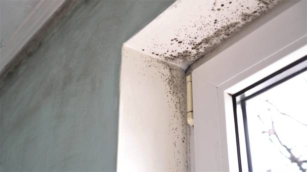 Best Local Mold Removal Service  in Goldthwaite, TX