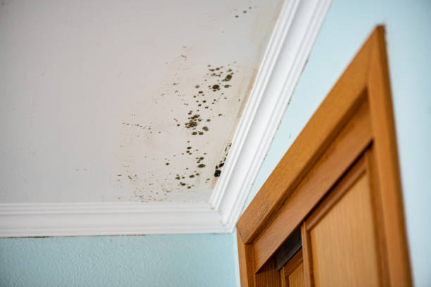 Best Same-Day Mold Removal  in Goldthwaite, TX