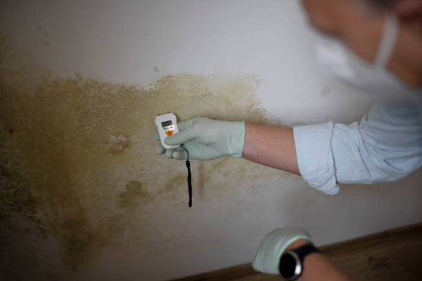 Best Professional Mold Removal  in Goldthwaite, TX