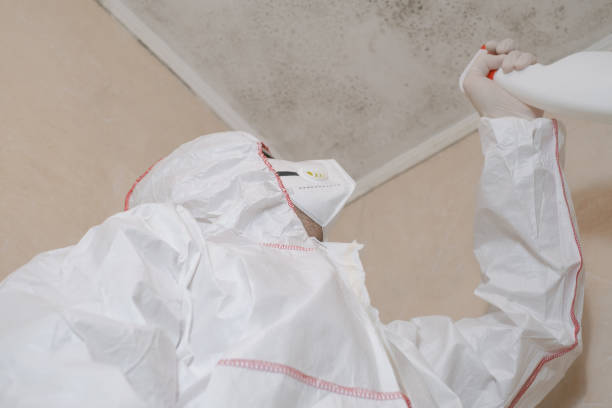 Professional Mold Removal in Goldthwaite, TX