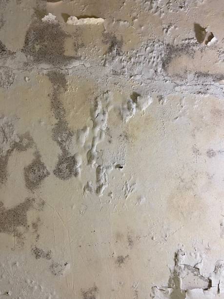 Best Residential Mold Removal  in Goldthwaite, TX