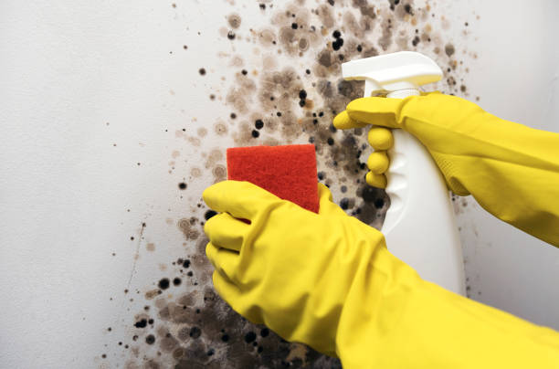 Best Affordable Mold Removal  in Goldthwaite, TX