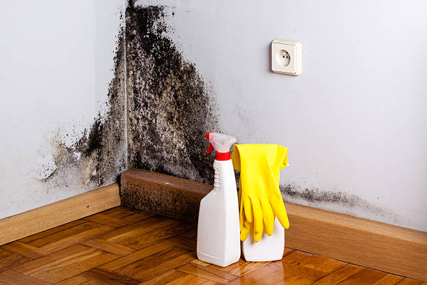 Best Mold Removal Specialists  in Goldthwaite, TX