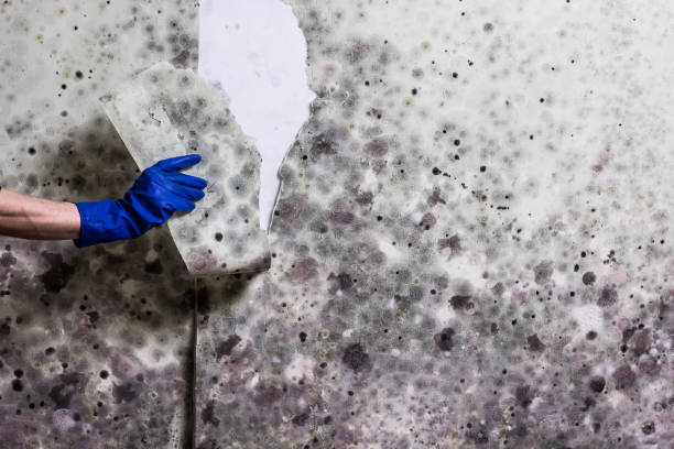 Certified Mold Removal in Goldthwaite, TX