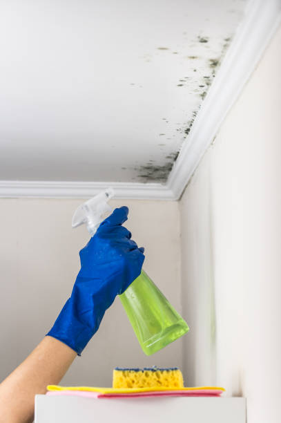 Best Same-Day Mold Removal  in Goldthwaite, TX