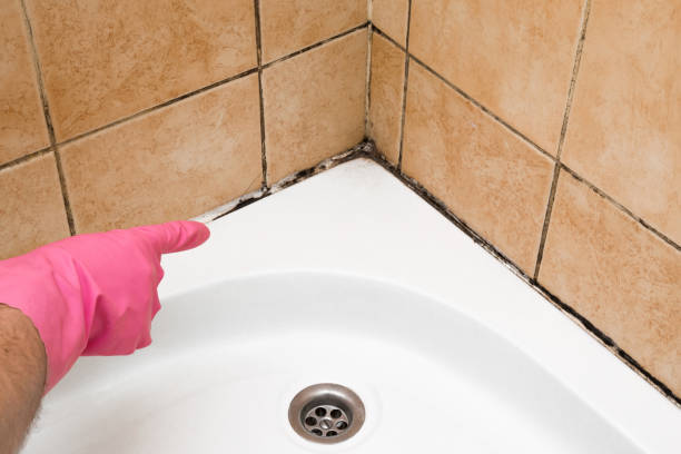 Trusted Goldthwaite, TX Mold Removal Experts